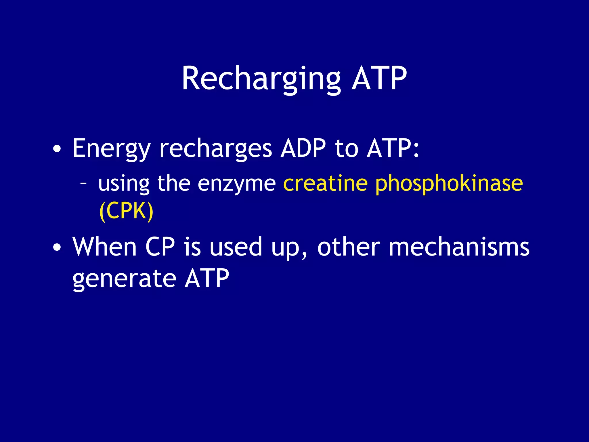 Recharging ATP
• Energy recharges ADP to ATP:
– using the enzyme creatine phosphokinase
(CPK)
• When CP is used up, other mechanisms
generate ATP
 
