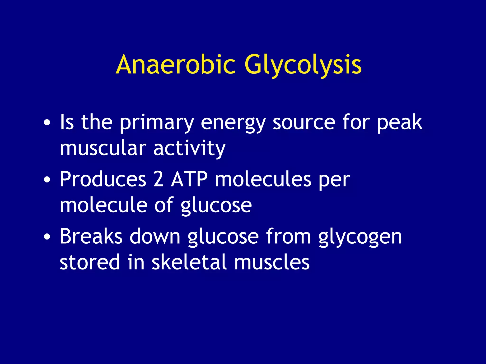 Anaerobic Glycolysis
• Is the primary energy source for peak
muscular activity
• Produces 2 ATP molecules per
molecule of glucose
• Breaks down glucose from glycogen
stored in skeletal muscles
 