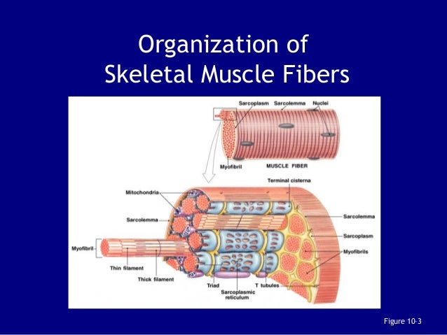 Where Is Atp Produced In Skeletal Muscle Fiber - Wasfa Blog