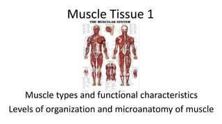 Muscle Tissue 1

Muscle types and functional characteristics
Levels of organization and microanatomy of muscle

 