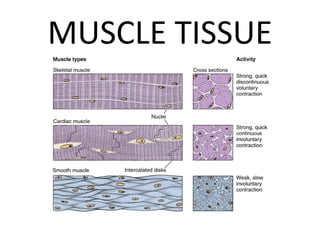 MUSCLE TISSUE
 