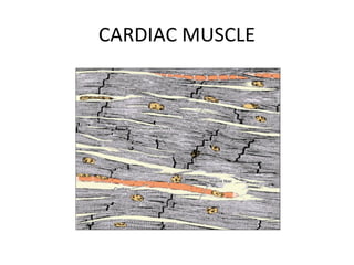 CARDIAC MUSCLE
 