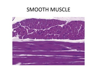 SMOOTH MUSCLE
 