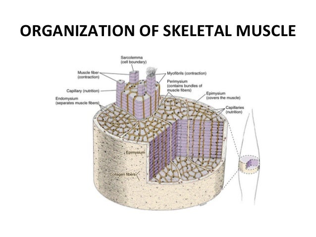 Muscle tissue 2