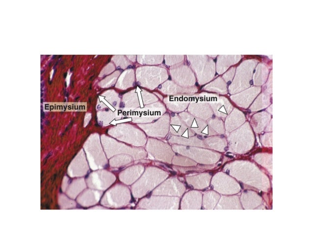 Muscle Tissue 2