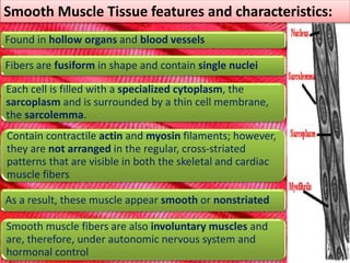 Smooth Muscle Tissue features and characteristics: 
Found in hollow organs and blood vessels 
Fibers are fusiform in shape and contain single nuclei 
Each cell is filled with a specialized cytoplasm, the 
sarcoplasm and is surrounded by a thin cell membrane, 
the sarcolemma. 
Contain contractile actin and myosin filaments; however, 
they are not arranged in the regular, cross-striated 
patterns that are visible in both the skeletal and cardiac 
muscle fibers 
As a result, these muscle appear smooth or nonstriated 
Smooth muscle fibers are also involuntary muscles and 
are, therefore, under autonomic nervous system and 
hormonal control 
 
