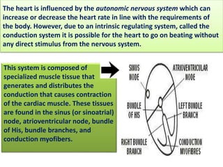 The heart is influenced by the autonomic nervous system which can 
increase or decrease the heart rate in line with the requirements of 
the body. However, due to an intrinsic regulating system, called the 
conduction system it is possible for the heart to go on beating without 
any direct stimulus from the nervous system. 
This system is composed of 
specialized muscle tissue that 
generates and distributes the 
conduction that causes contraction 
of the cardiac muscle. These tissues 
are found in the sinus (or sinoatrial) 
node, atrioventricular node, bundle 
of His, bundle branches, and 
conduction myofibers. 
 