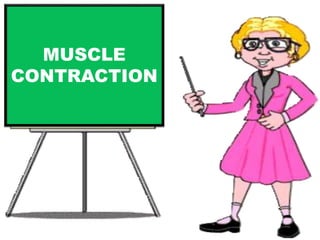 MUSCLE 
CONTRACTION 
 