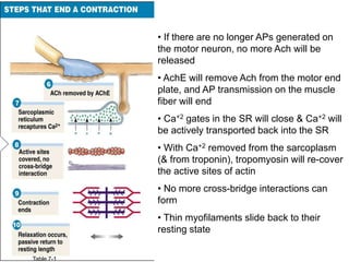 • If there are no longer APs generated on 
the motor neuron, no more Ach will be 
released 
• AchE will remove Ach from the motor end 
plate, and AP transmission on the muscle 
fiber will end 
• Ca+2 gates in the SR will close & Ca+2 will 
be actively transported back into the SR 
• With Ca+2 removed from the sarcoplasm 
(& from troponin), tropomyosin will re-cover 
the active sites of actin 
• No more cross-bridge interactions can 
form 
• Thin myofilaments slide back to their 
resting state 
Table 7-1 
 