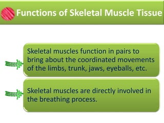 Functions of Skeletal Muscle Tissue 
Skeletal muscles function in pairs to 
bring about the coordinated movements 
of the limbs, trunk, jaws, eyeballs, etc. 
Skeletal muscles are directly involved in 
the breathing process. 
 