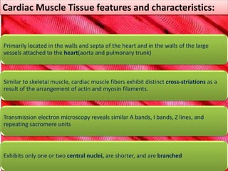 Cardiac Muscle Tissue features and characteristics: 
Primarily located in the walls and septa of the heart and in the walls of the large 
vessels attached to the heart(aorta and pulmonary trunk) 
Similar to skeletal muscle, cardiac muscle fibers exhibit distinct cross-striations as a 
result of the arrangement of actin and myosin filaments. 
Transmission electron microscopy reveals similar A bands, I bands, Z lines, and 
repeating sacromere units 
Exhibits only one or two central nuclei, are shorter, and are branched 
 