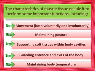 The characteristics of muscle tissue enable it to 
perform some important functions, including: 
Movement (both voluntarily and involuntarily) 
Maintaining posture 
Supporting soft tissues within body cavities 
Guarding entrance and exits of the body 
Maintaining body temperature 
 