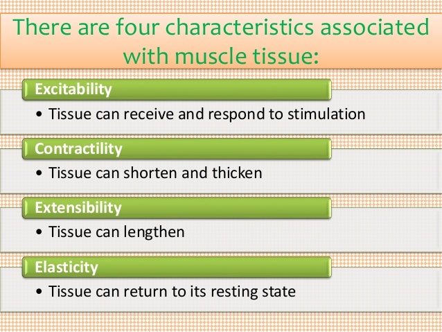 Muscle Tissue