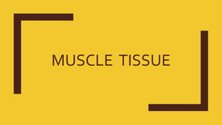 MUSCLE TISSUE
 