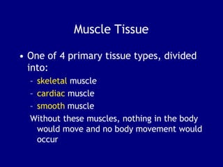 Muscle Tissue
• One of 4 primary tissue types, divided
into:
– skeletal muscle
– cardiac muscle
– smooth muscle
Without these muscles, nothing in the body
would move and no body movement would
occur
 