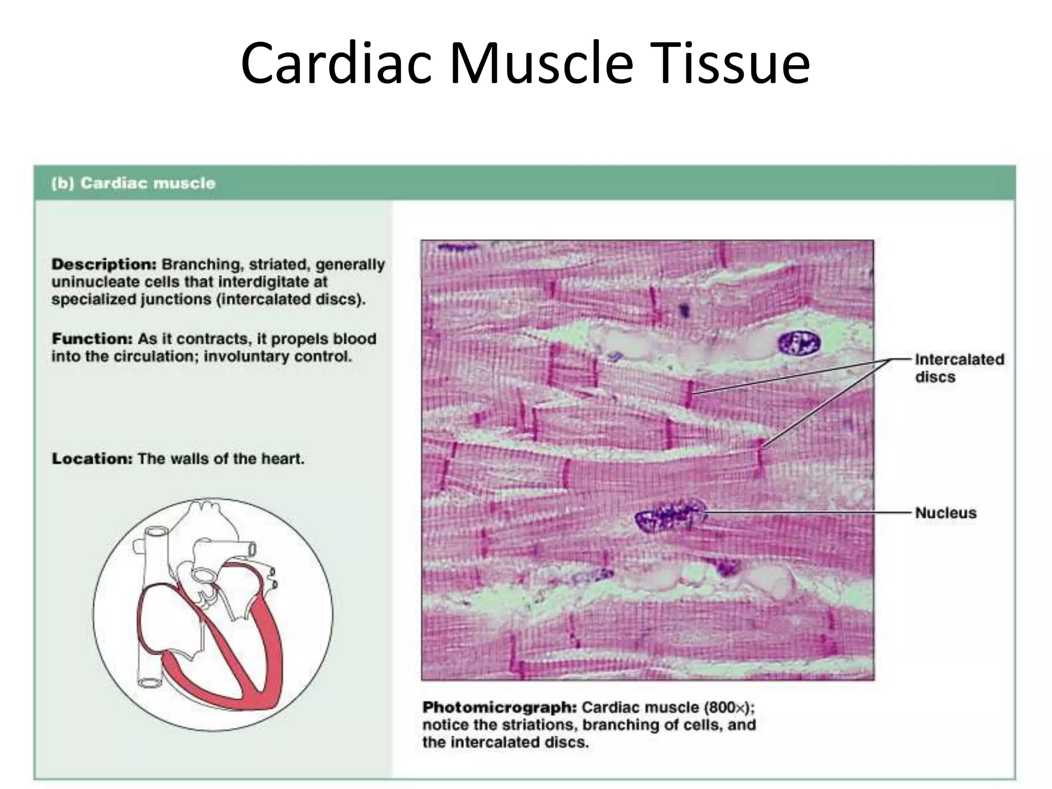 Cardiac Muscle Tissue
Figure 4.14b
 