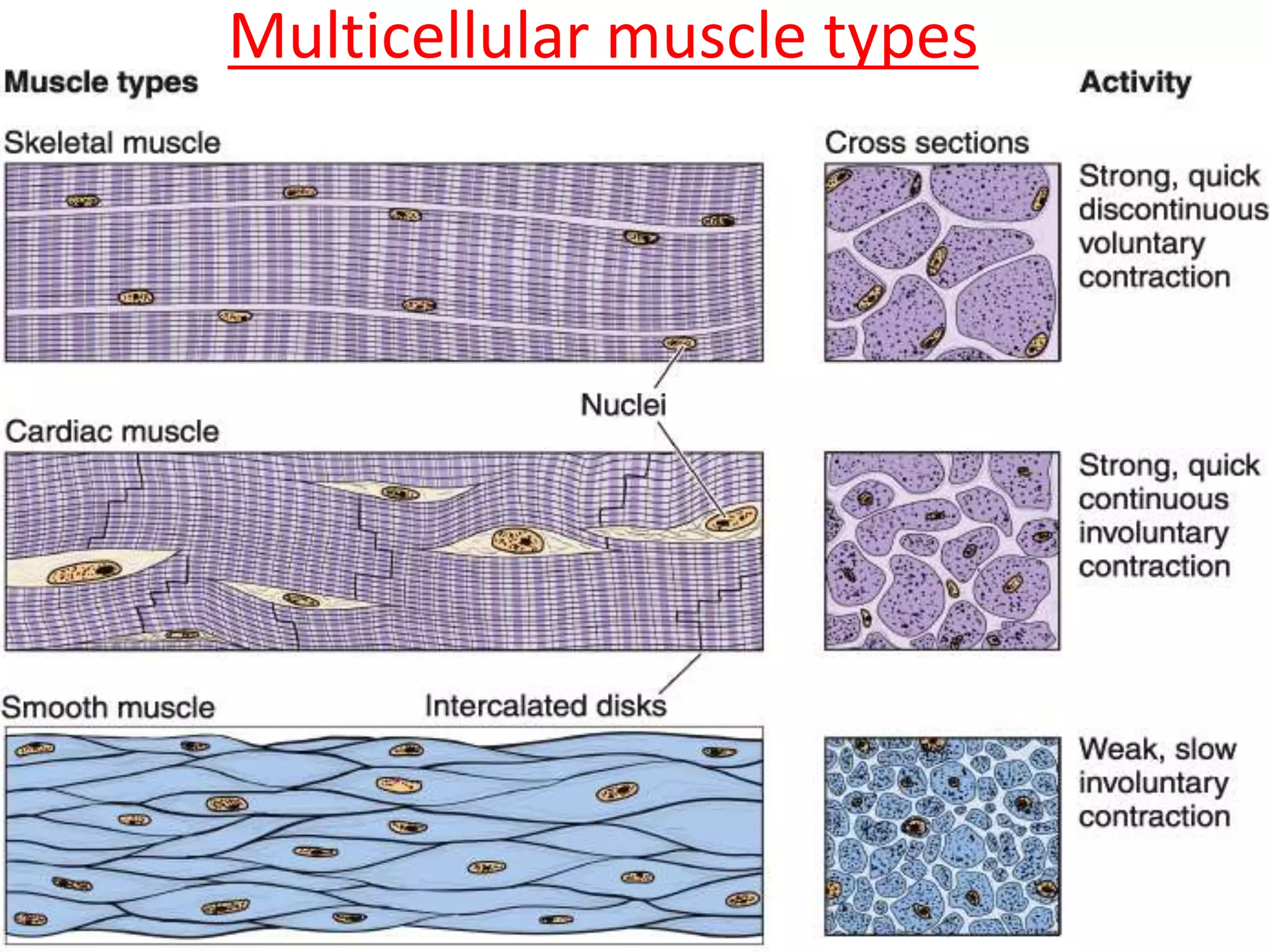 Multicellular muscle types
 