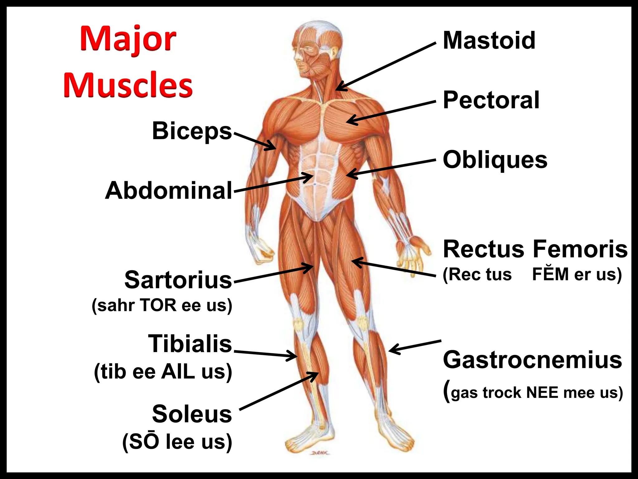 Gross Anatomy & Histology of Muscle Tissue.pptx