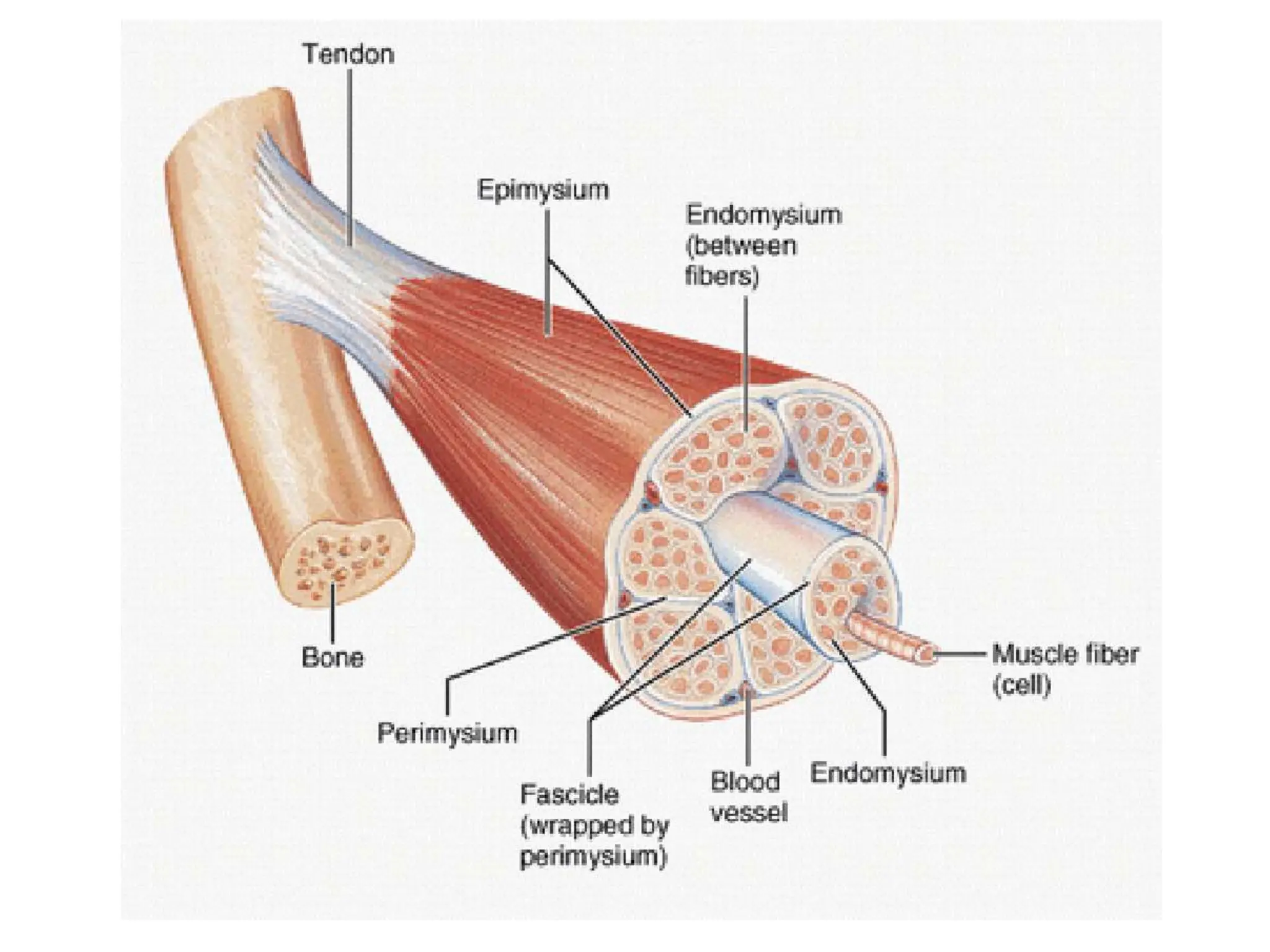 Gross Anatomy & Histology of Muscle Tissue.pptx