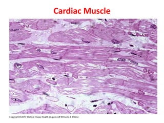 Gross Anatomy & Histology of Muscle Tissue.pptx