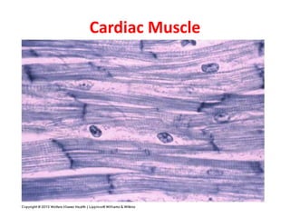 Gross Anatomy & Histology of Muscle Tissue.pptx