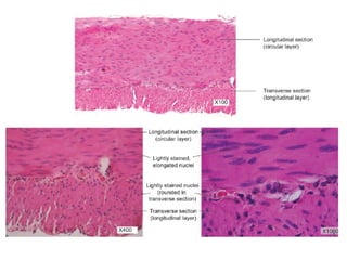 Gross Anatomy & Histology of Muscle Tissue.pptx