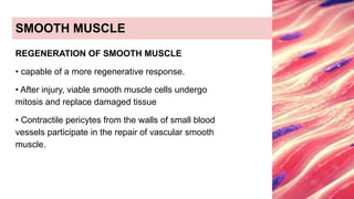 LECTURE OF MUSCLE TISSUE FOR BIOLOGY STUDENTS.pdf