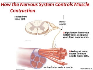 Muscle Cords Muscle Tissue for Human Anatomy and Physiology .pptx