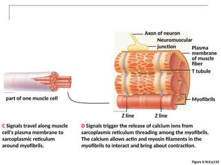 Muscle Tissue for Human Anatomy and Physiology .pptx
