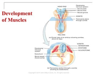 Muscle Tissue for Human Anatomy and Physiology .pptx