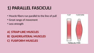 Comprehensive Overview of Muscle Tissue and Muscular System Anatomy | PPTX