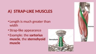 Strap Parallel Muscle Comprehensive Overview of Muscle Tissue and Muscular System Anatomy | PPTX