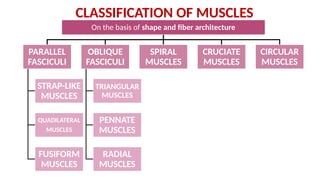 Strap Parallel Muscle Comprehensive Overview of Muscle Tissue and Muscular System Anatomy | PPTX