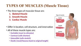 Comprehensive Overview of Muscle Tissue and Muscular System Anatomy | PPTX