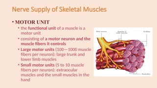 Comprehensive Overview of Muscle Tissue and Muscular System Anatomy | PPTX