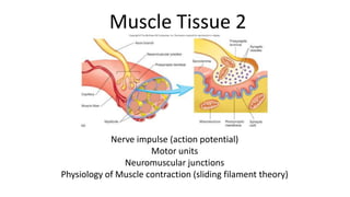 Muscle Tissue 2

Nerve impulse (action potential)
Motor units
Neuromuscular junctions
Physiology of Muscle contraction (sliding filament theory)

 