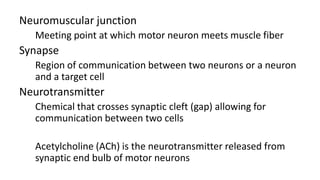 Neuromuscular junction
Meeting point at which motor neuron meets muscle fiber

Synapse
Region of communication between two neurons or a neuron
and a target cell

Neurotransmitter
Chemical that crosses synaptic cleft (gap) allowing for
communication between two cells
Acetylcholine (ACh) is the neurotransmitter released from
synaptic end bulb of motor neurons

 