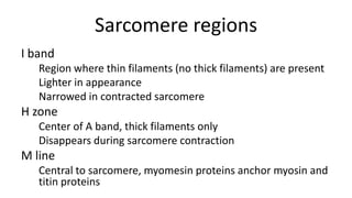 Sarcomere regions
I band
Region where thin filaments (no thick filaments) are present
Lighter in appearance
Narrowed in contracted sarcomere

H zone
Center of A band, thick filaments only
Disappears during sarcomere contraction

M line
Central to sarcomere, myomesin proteins anchor myosin and
titin proteins

 