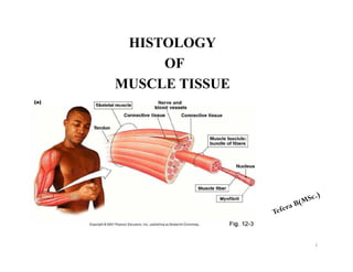 HISTOLOGY
OF
MUSCLE TISSUE
1
 