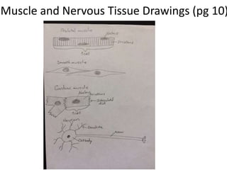 Muscle and Nervous Tissue Drawings (pg 10) 
