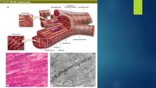 Comprehensive Overview of Muscle Tissue Types and Functions in Human ...