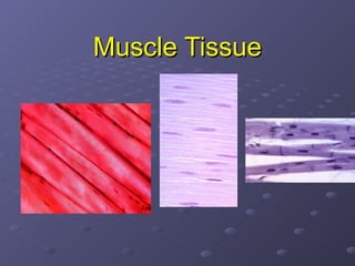 Comprehensive Overview of Muscle Tissue Types, Structure, and Functions ...