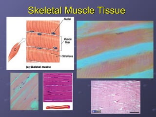 Comprehensive Overview of Muscle Tissue Types, Structure, and Functions ...