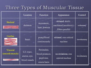 Comprehensive Overview of Muscle Tissue Types, Structure, and Functions ...