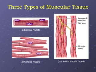 Comprehensive Overview of Muscle Tissue Types, Structure, and Functions ...