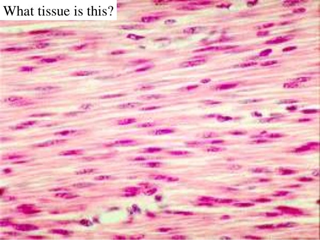 muscle cells and tissue homework answers