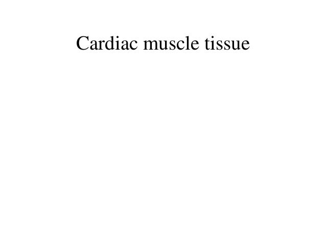 Muscle tissue practice questions