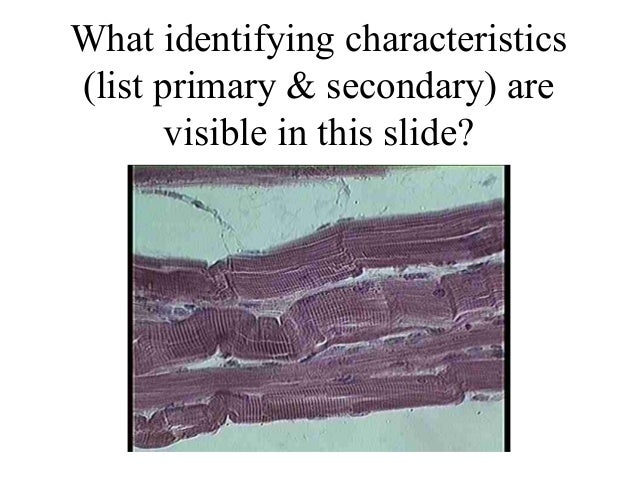 Muscle tissue practice questions