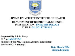JIMMA UNIVERSITY INSTITUTE OF HEALTH
DEPARTMENT OF BIOMEDICAL SCIENCE
PRESENTATION- BASIC HISTOLOGY
TITILE- MUSCLE TISSUE
Date March 2024
Jimma,Ethiopia
Prepared By Bikila Belay
Id No-rm0435/15-0
Submitted To:-Mr. Tilahun Alemayehu(assistant
Professor Of Anatomy)
 