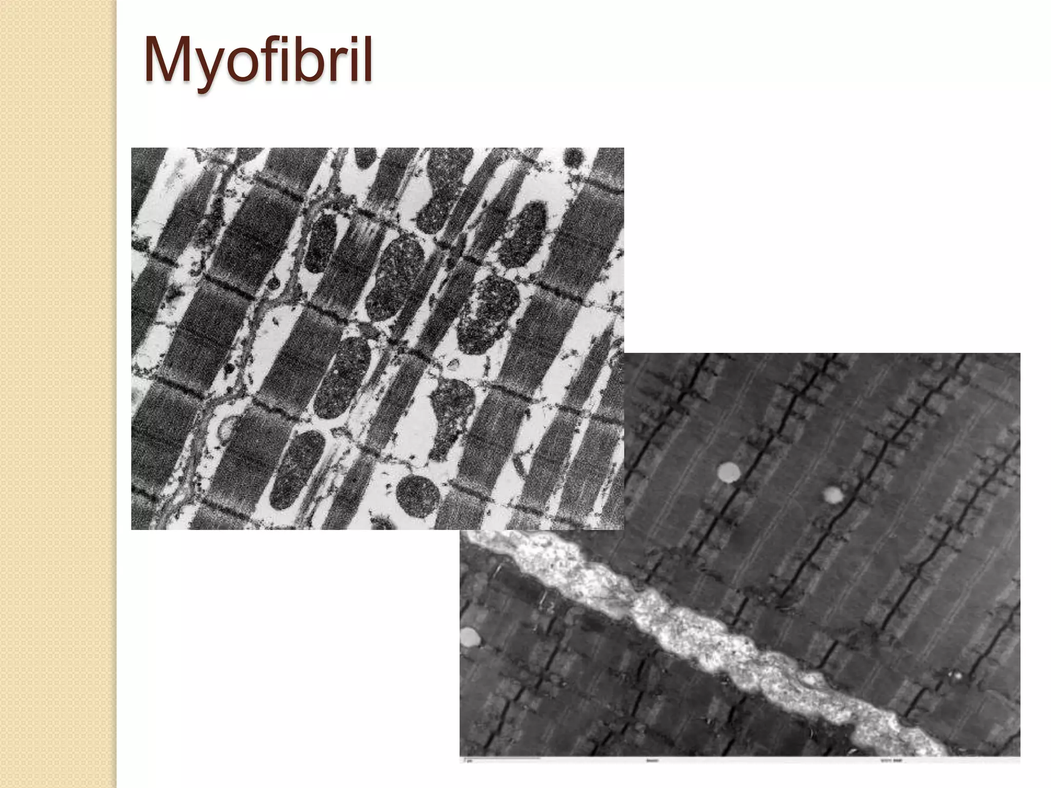 Myofibril
 